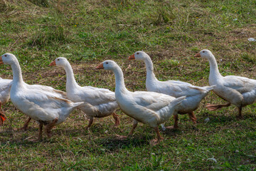 Flock of Organic Free Range White Geese on a Farm Pasture © LeonHansenPhoto