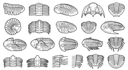 Collection of various trilobite fossils showing different body segments and carapace structures for paleontology study and educational science design projects © aminul