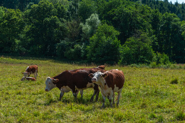 Naklejka premium Organic Grass Fed Cattle Grazing by the Forest