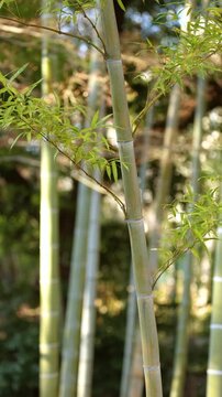 Sunlight Filtering Through Green Bamboo Stalks in a Tokyo Forest