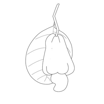 Line art illustration of cashew apple fruit with nut and leaf isolated on transparent background