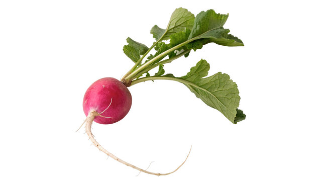 Fresh raw red radish root vegetable with green leaves isolated on transparent background