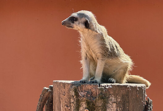 Meerkat sitting rock brown face