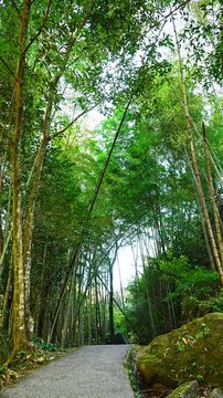 Gentle Breeze Swaying Green Bamboo Grove with Sunlight Filtering Through Leaves in Japan - 日本 竹林にそよぐ心地よい風と葉の間から差し込む木漏れ日が織りなす和の静寂風景
