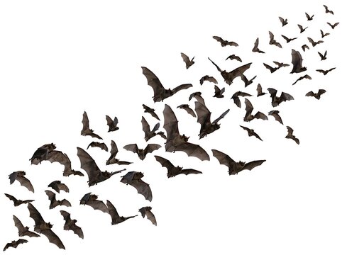 Vast swarm of black bats flying in chaotic formation across clear white sky for halloween atmospheric graphic design.
