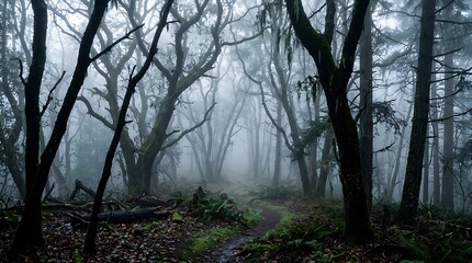 Fototapeta premium Twisted ancient trees in foggy coastal forest with mossy trail and eerie white atmosphere.