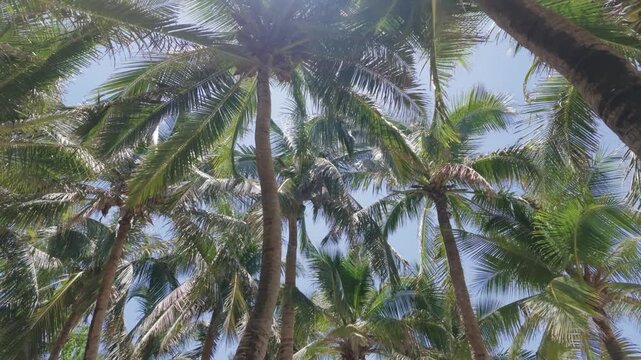 Sun shining through palms, walk in beautiful tropical garden in ocean islands. UV-protection and tan in summertime, relax in luxury resort area in holidays, enjoy solitude and calmness, contemplation