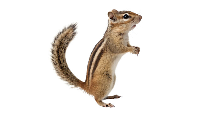 Cute small chipmunk squirrel standing on hind legs alert isolated on transparent background