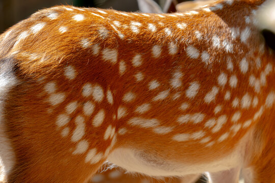 Close-up of deer rears, showing the distinctive white-spotted coats.