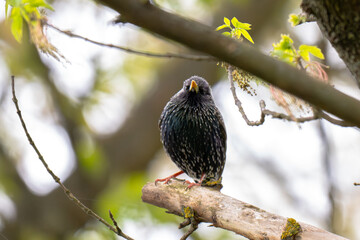 Obraz premium A spotted bird sits