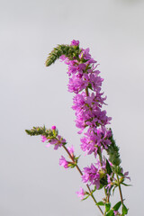 Fototapeta premium Lythrum salicaria (spiked loosestrife, purple Lythrum) - perennial herbaceous plant belonging to the family Lytgraceae.