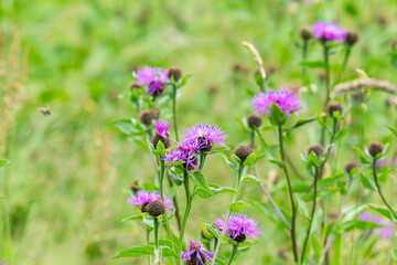 Obraz premium landscape of summer grass in the meadow