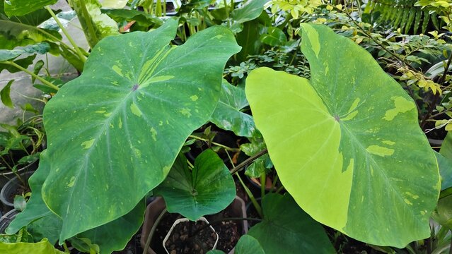 Variegated green leaf covered in fresh raindrops.
