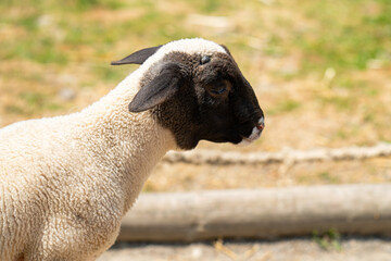 black-headed lamb in a farm © ksena32