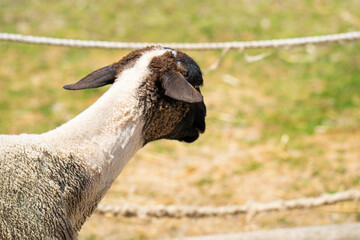 black-headed lamb in a farm © ksena32