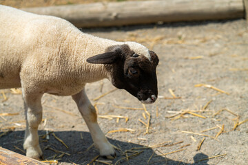 black-headed lamb in a farm © ksena32