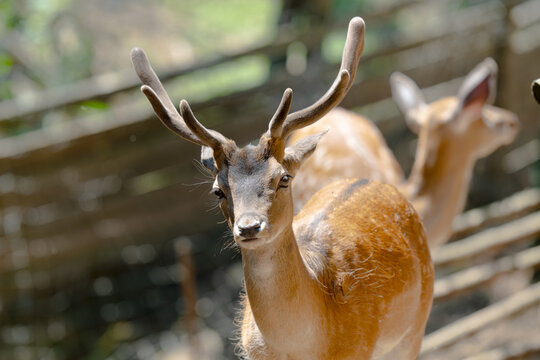 Head of horned axis deer (scientific name: Axis axis) also known as spotted deer and chital.