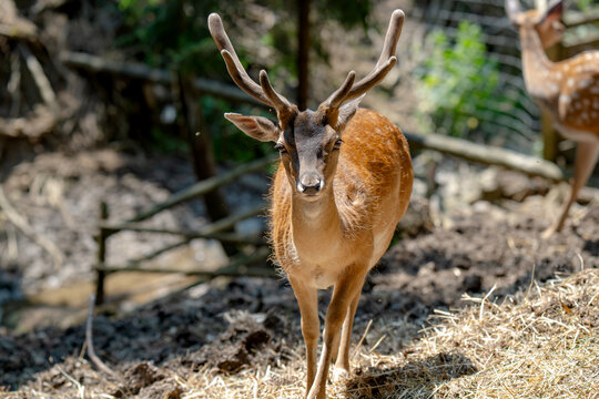 Head of horned axis deer (scientific name: Axis axis) also known as spotted deer and chital.