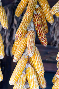 Medley of corn cobs stored under cover outbuildings