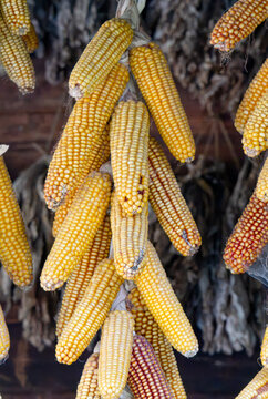 Medley of corn cobs stored under cover outbuildings