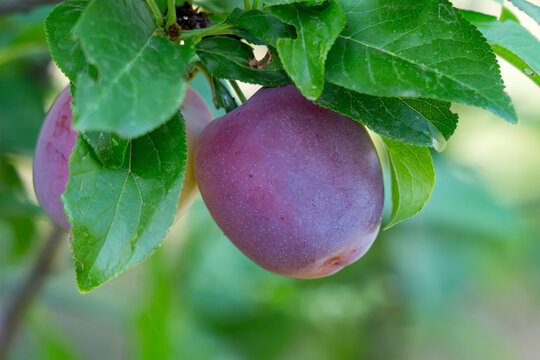 plum fruit on tree branch surrounded by green leaves