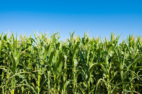 young fresh corn field growing, agriculture farming rural