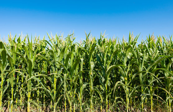 young fresh corn field growing, agriculture farming rural
