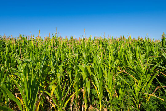 young fresh corn field growing, agriculture farming rural