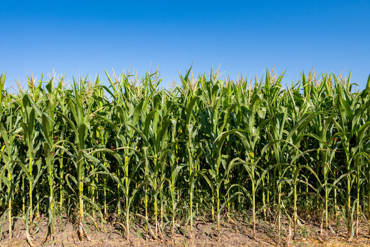 young fresh corn field growing, agriculture farming rural