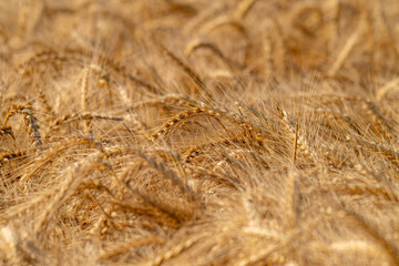 Obraz premium field with spikelets of ripe wheat