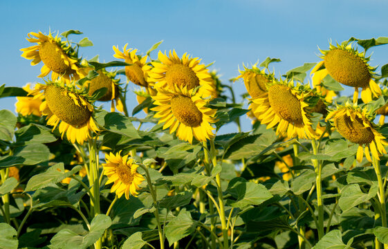 Beautiful sunflower