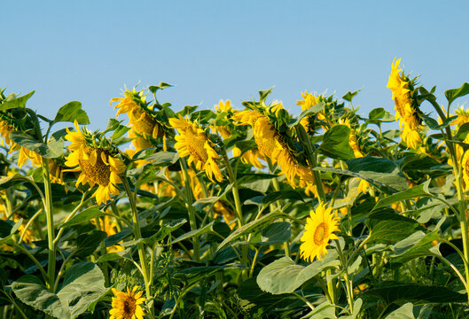 Beautiful sunflower