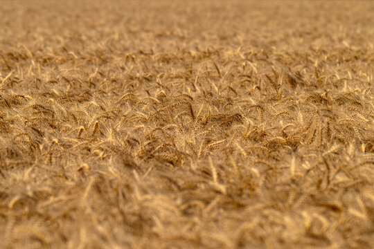 field with spikelets of ripe wheat
