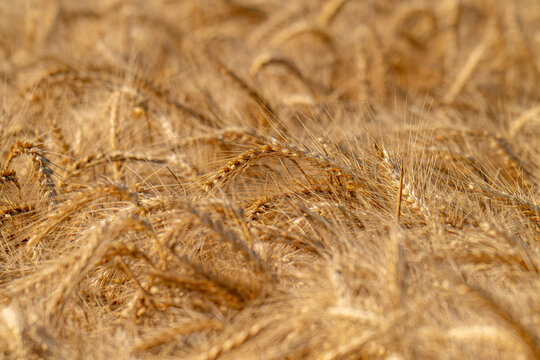 field with spikelets of ripe wheat