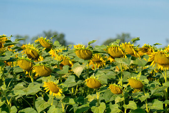 Beautiful sunflower