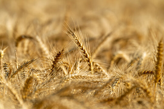 field with spikelets of ripe wheat