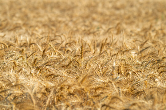 field with spikelets of ripe wheat