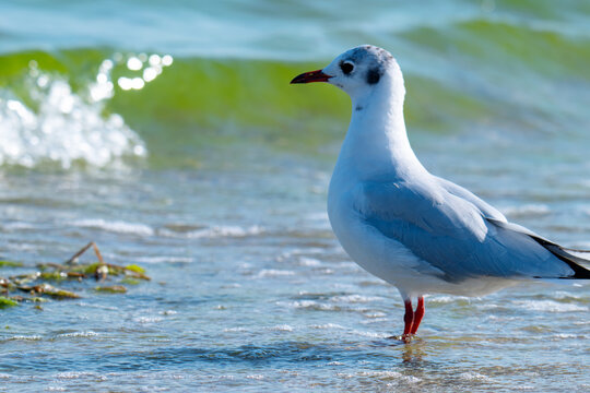 the profile of a seagull walking on the sand