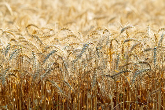 field with spikelets of ripe wheat