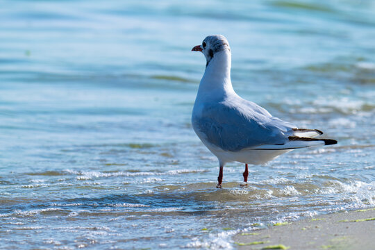 the profile of a seagull walking on the sand