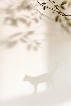Dreamy Cat Shadow Silhouette with Botanical Window Shadows on White Wall
