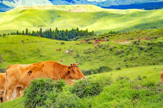Vache brune paissant dans la vaste prairie verte d'Aso
