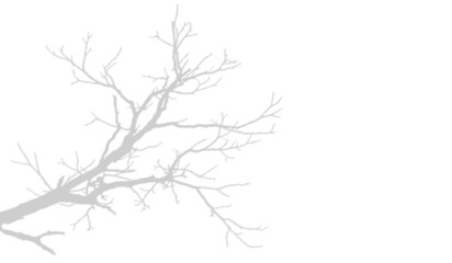 Fototapeta premium Silhouette of a bare tree branch isolated on transparent background
