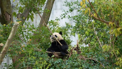giant panda hiding in its natural habitat © ElizabethGo