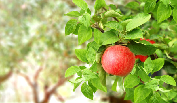 Horizontal banner with apple tree on sunny background. Ripe red apples hanging from a tree branch in an apple orchard. Apple hanging from a tree branch in organic farm. Copy space for text