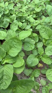 Close-up panning view of fresh green amaranth plants growing in organic garden