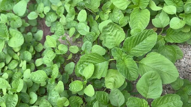 Close-up panning view of fresh green amaranth plants growing in organic garden landscape video