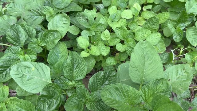 Close-up panning view of organic green amaranth leaves in garden landscape video