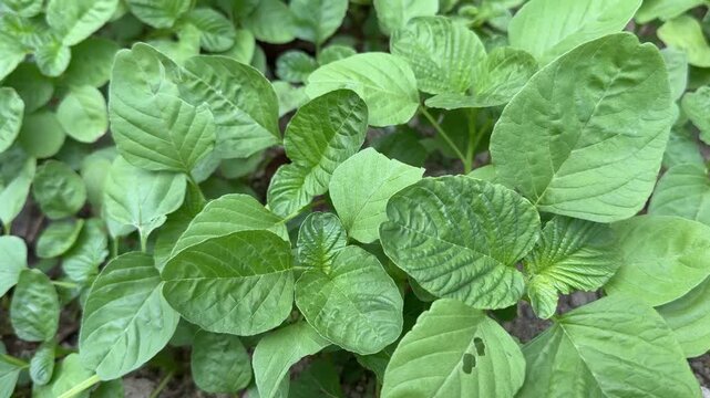 Close-up panning view of fresh green amaranth plants in organic garden landscape video