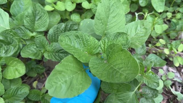 Close-up of hand wearing blue medical glove inspecting green amaranth plant in garden
